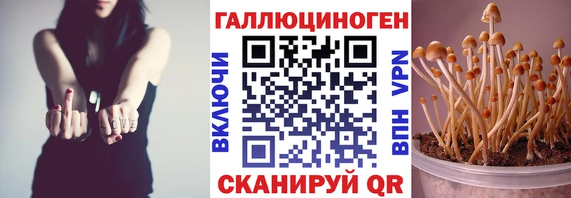 блэк спрут зеркало  Сафоново  Псилоцибиновые грибы Psilocybine cubensis 